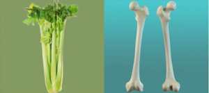 Foods That mimic the organ that aid Bones
